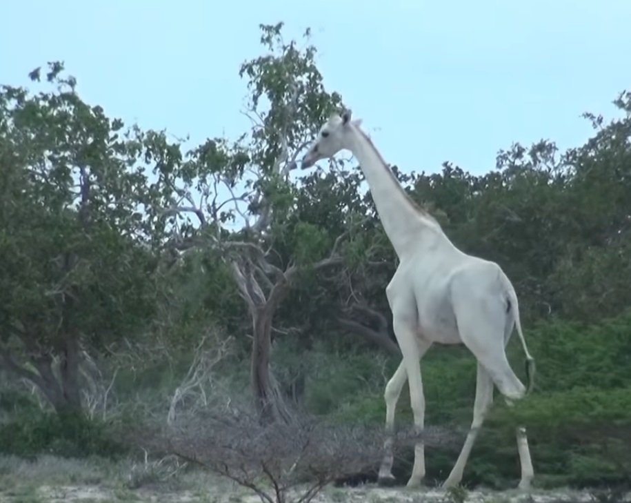 girafe2.jpg?resize=1200,630 - Kenya: deux girafes blanches ont été repérées en train de se promener