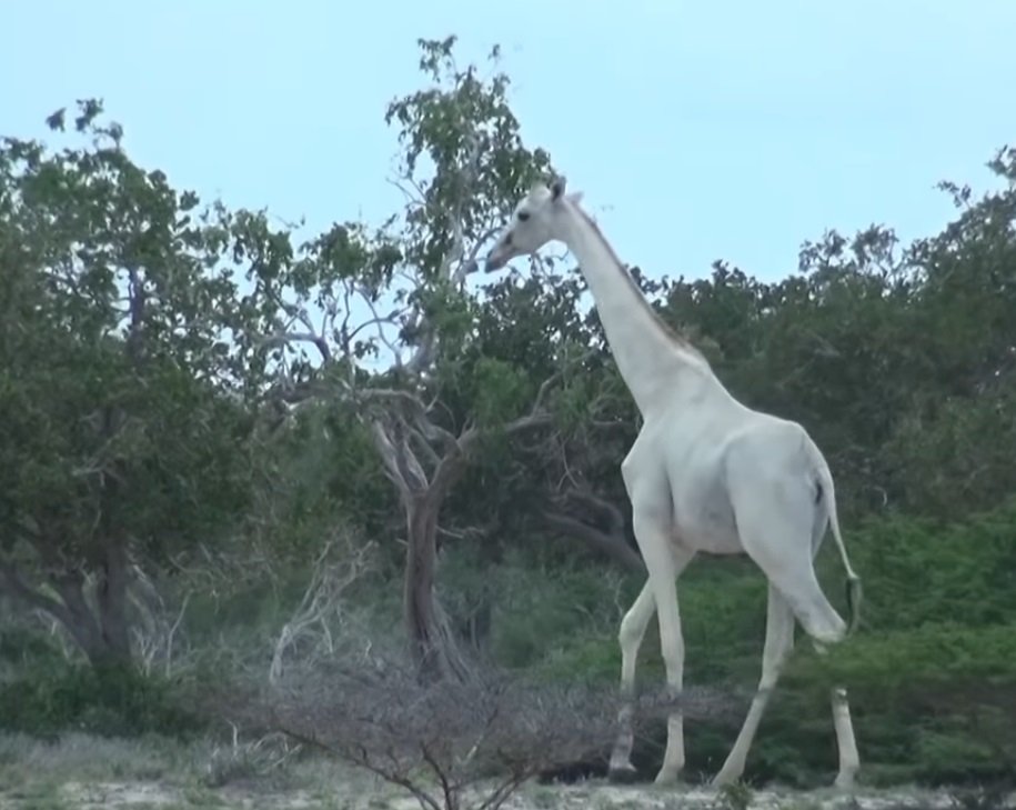 girafe2.jpg?resize=412,232 - Kenya: deux girafes blanches ont été repérées en train de se promener