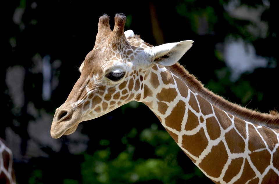 giraffe.jpg?resize=412,275 - La plus vieille girafe du zoo de la Tête d'Or de Lyon vient de nous quitter