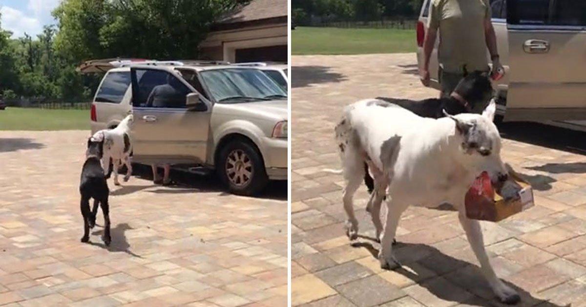 great dane delivering chicken wings.jpg?resize=412,275 - Video Of A Great Dane Delivering His Own Box Of Chicken Wings