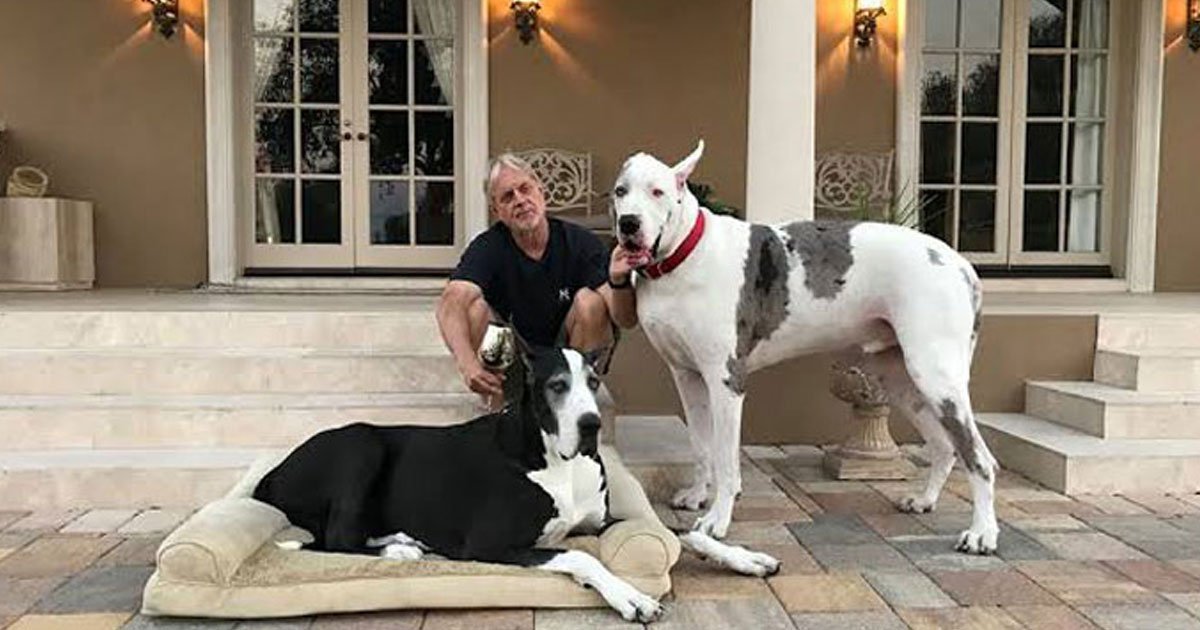 great dane max searches sister who died.jpg?resize=412,275 - Great Dane Searched For His Sister Who Passed Away After Her Battle With Cancer