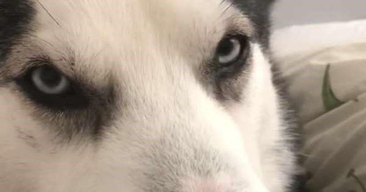 h3 1.jpg?resize=412,232 - An Adorable Husky Said "I Love You" Back To Its Owner