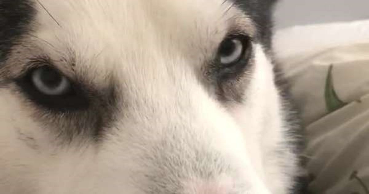 h3 1.jpg?resize=412,275 - Un adorable Husky dit "je t'aime" à son propriétaire