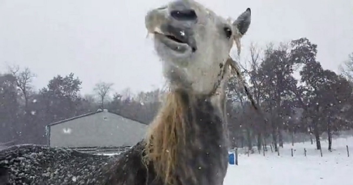 h3 4.jpg?resize=412,275 - The Hilarious Moment Inexperienced Horse Tried To Get Icicles Off His Whiskers