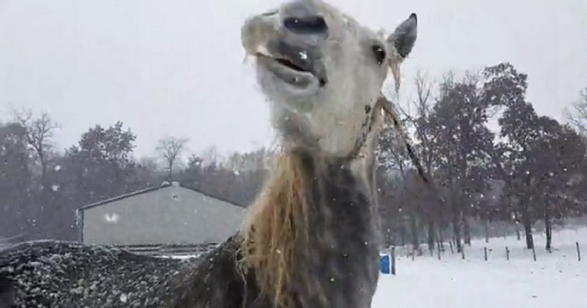 h3 4.jpg?resize=412,232 - The Hilarious Moment Inexperienced Horse Tried To Get Icicles Off His Whiskers