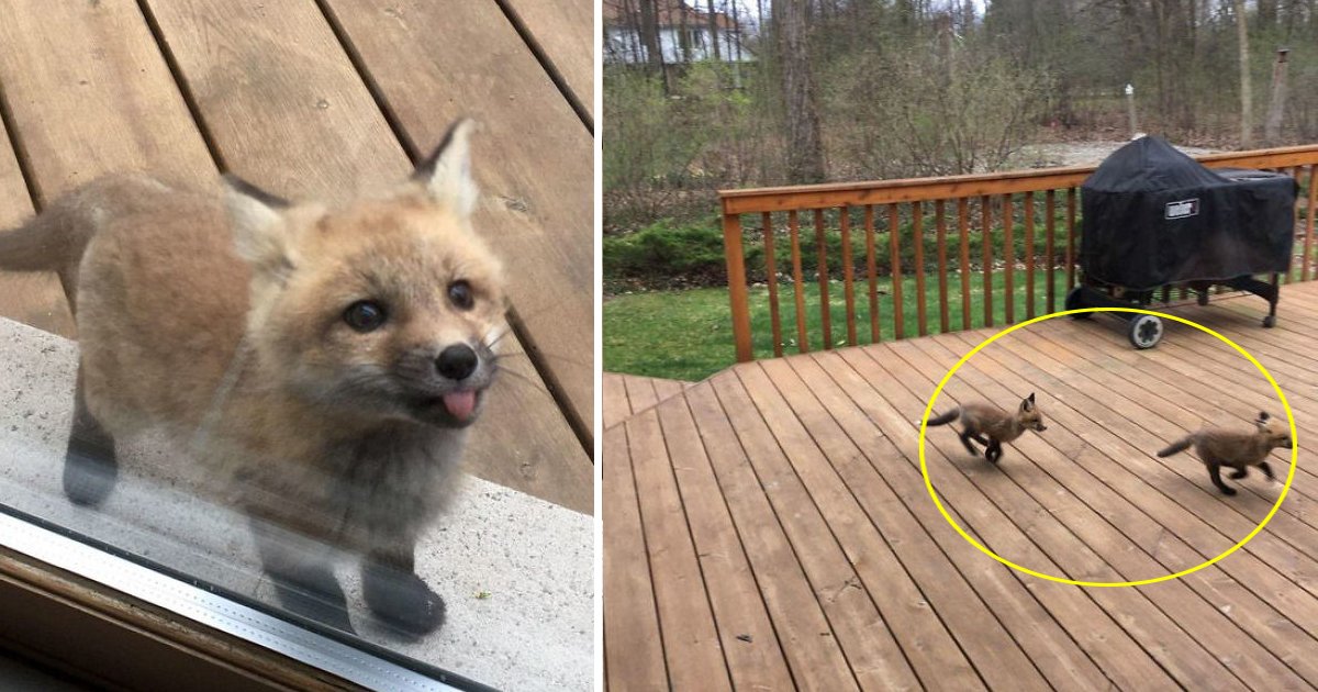 Une Grand Mere Tombe Sur Des Bebes Renards Adorables Jouant Sur Sa Terrasse Vonjour