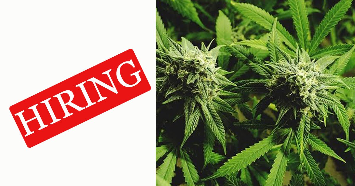 hiring to smoke weed.jpg?resize=1200,630 - Une entreprise embauche des gens pour essayer des produits à base de cannabis pour 2 700 € par mois