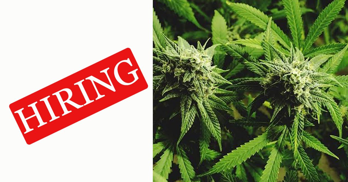 hiring to smoke weed.jpg?resize=412,275 - Company Hiring People To Try Out Cannabis Products For $3,000 A Month