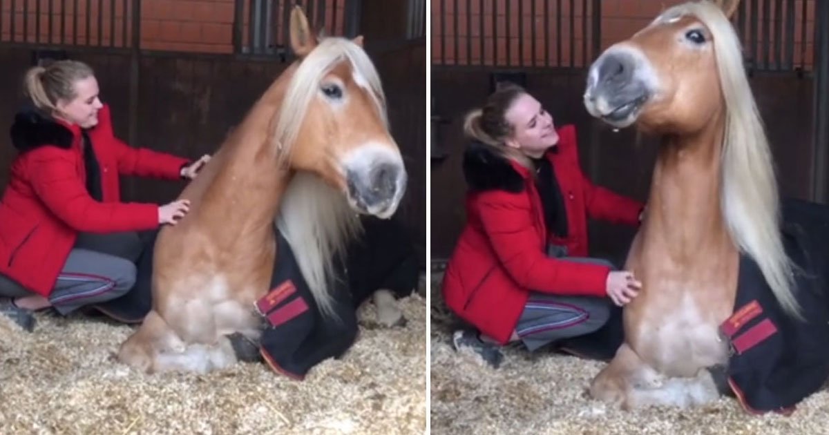 horse smiles scratching session.jpg?resize=1200,630 - Video Of A Horse Smiling While His Human Friend Scratches Its Back