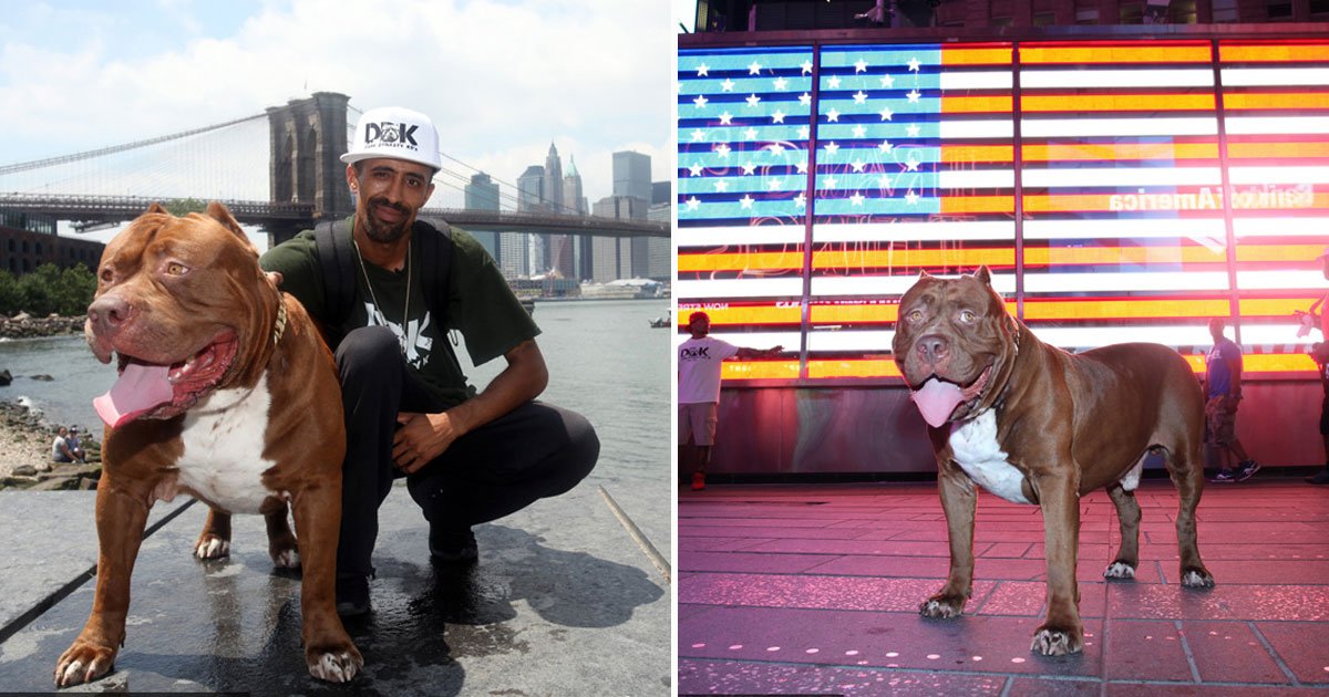 hulk meet fans nyc.jpg?resize=412,275 - The World’s Biggest Pitbull Hulk Met His Fans During His Trip To NYC