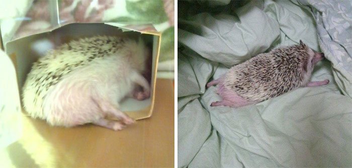 instagram 1.png?resize=412,275 - Instagram Users Shared Adorable Pictures Of Their Hedgehogs When They're Asleep