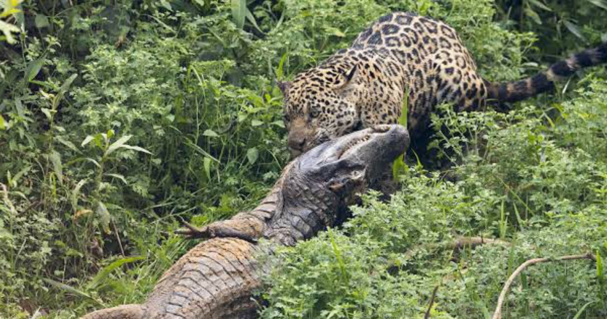 jaguar caiman fighting.jpg?resize=412,232 - Wildlife Photographer Captured A Jaguar And A Caiman Wrestling In A Jungle