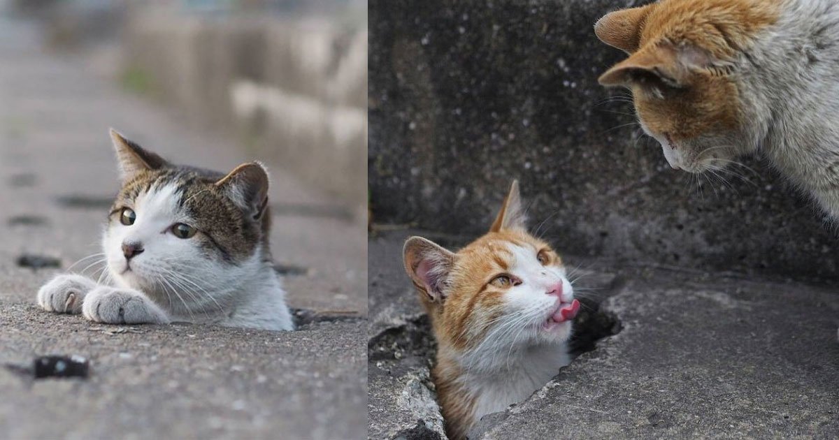 japanese photographer captured stray cats chilling out near drain pipe holes on the street.jpg?resize=412,275 - Photographer Captured Playful Stray Cats Hanging Out On The Street