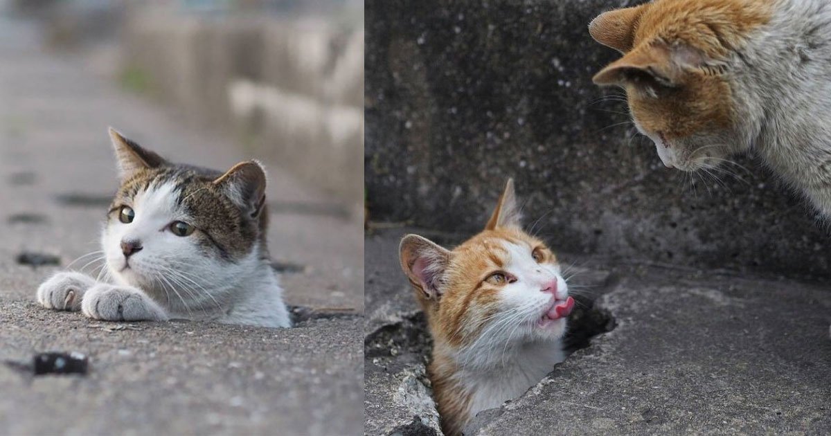 japanese photographer captured stray cats chilling out near drain pipe holes on the street.jpg?resize=412,232 - Photographer Captured Playful Stray Cats Hanging Out On The Street