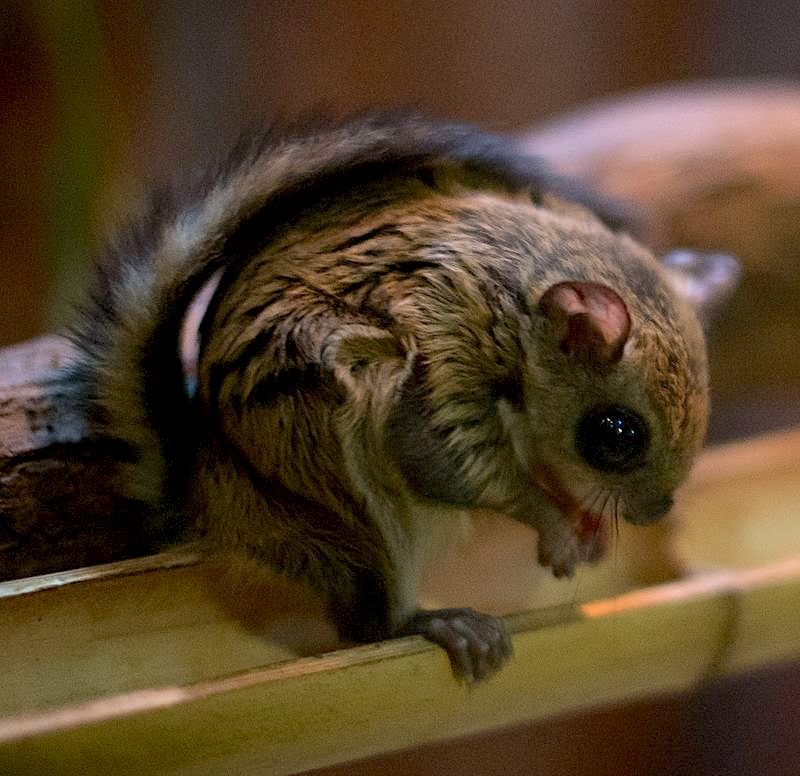 Voici L Ecureuil Volant Japonais L Animal Le Plus Mignon Du Monde Vonjour