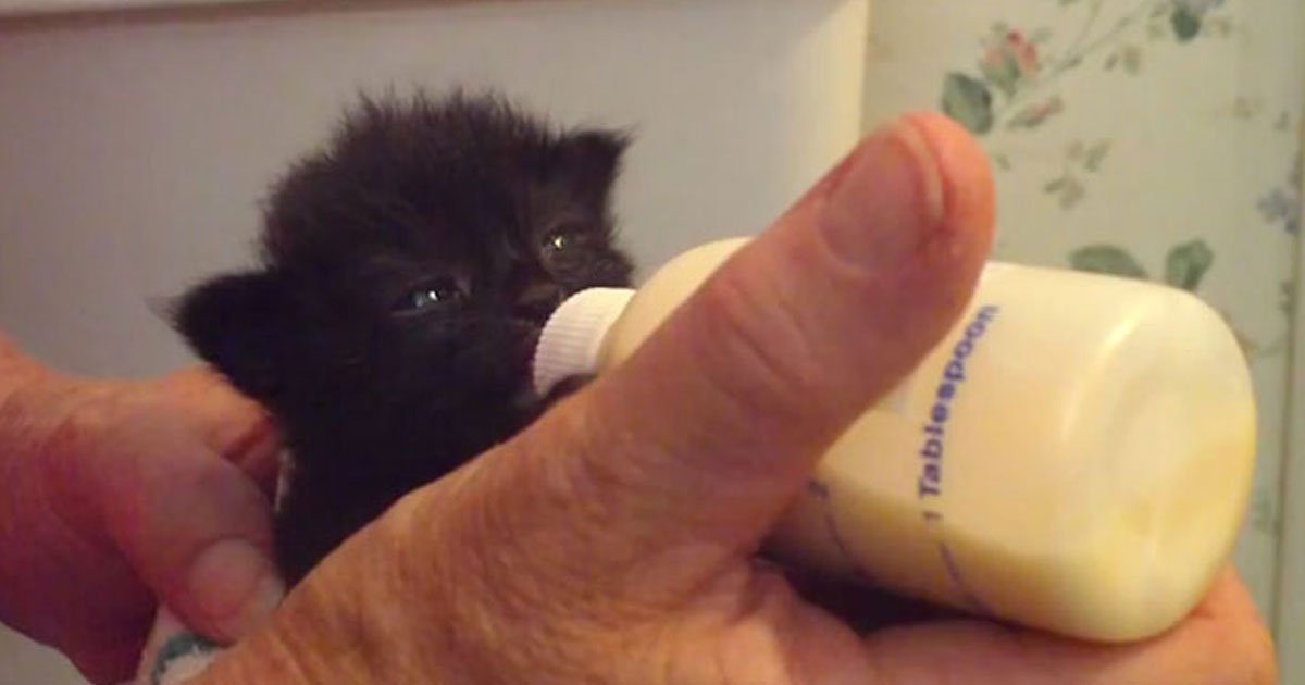 kitten flapping ears.jpg?resize=1200,630 - Two-Week-Old Kitten Flapping Its Ears While Being Bottle Fed