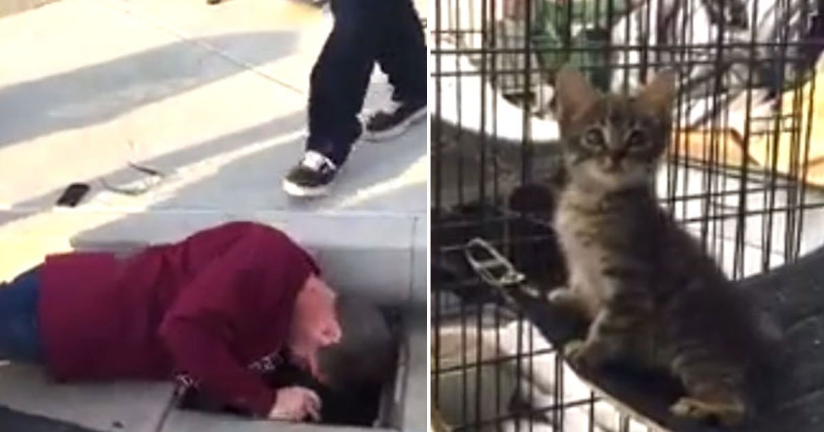 kitten rescued from pipe.jpg?resize=412,275 - Kitten Rescued From An 8-Inch Pipe After 33 Hours