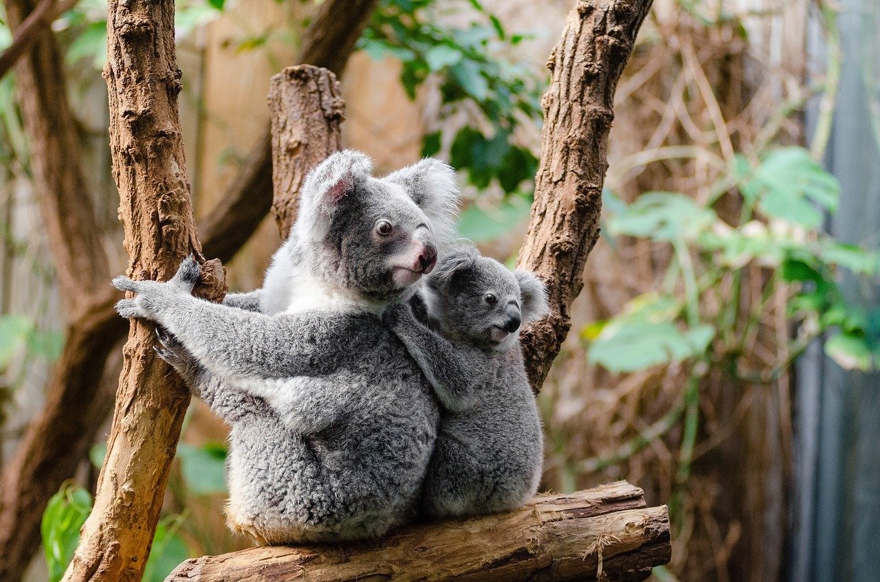 koala 1259681 1280 1.jpg?resize=412,232 - Australie :  De nombreux koalas tués dans les incendies de forêt
