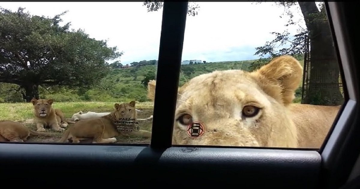 l3 2.jpg?resize=1200,630 - Tourists Left Surprised After A Wild Lion Opened Their Car's Door With Its Teeth During A Safari