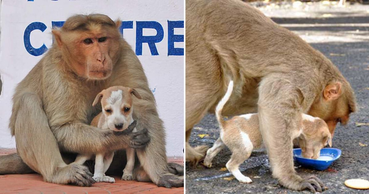 monkey6.png?resize=1200,630 - Un singe a adopté un chiot - il le laisse manger en premier et le traite comme s'il était le sien