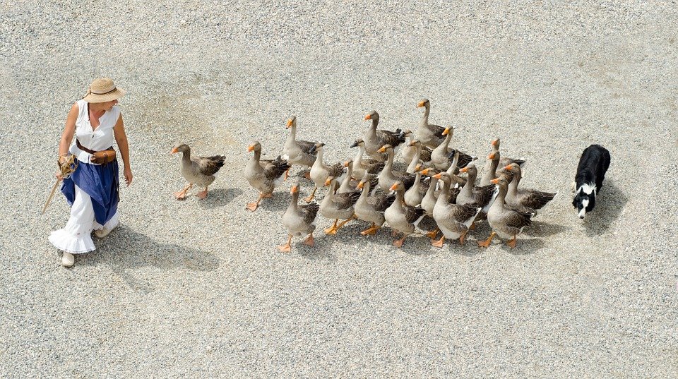 oie.jpg?resize=1200,630 - L’État de New York va bientôt interdire la commercialisation du foie gras