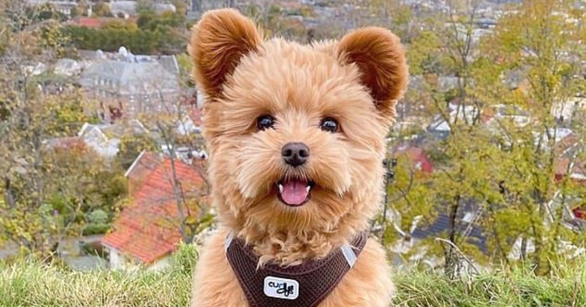 oliver6.png?resize=1200,630 - Puppy That Looks Like A Teddy Bear Becomes An Internet Sensation