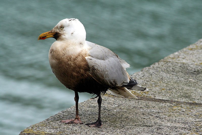 om 1.jpg?resize=412,232 - Des oiseaux couverts de mazout ont été retrouvés sur des plages du Finistère