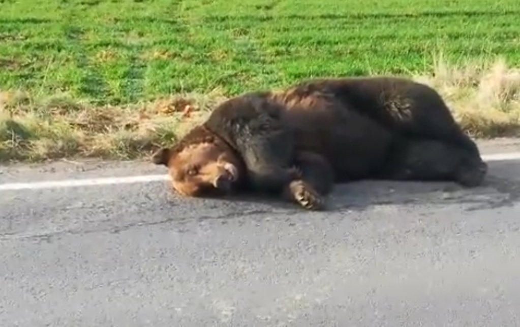 our.jpg?resize=1200,630 - Roumanie: Un ours a été laissé pour mort au bord de la route car les autorités n'avait pas les tranquillisants adéquats
