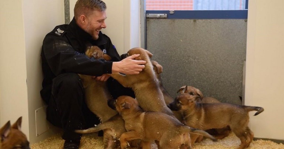 p3.jpg?resize=1200,630 - A Police Dog Unit Welcomed Their Newest Recruits - 9 Cute And Cuddly German Shepherd Pups