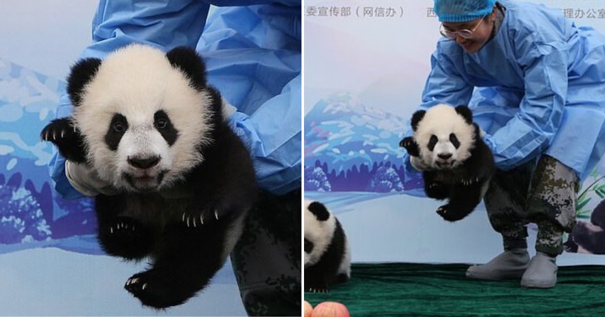 panda7.png?resize=1200,630 - Baby Panda Smiled And Waved At The Camera As It Greeted The Public For The First Time
