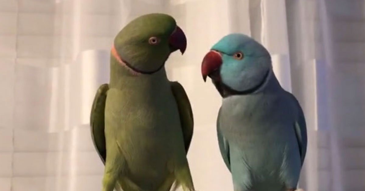 parrot kissing having chat.jpg?resize=1200,630 - Vidéo adorable : Deux perroquets ont une conversation très sérieuse et finissent par s'embrasser