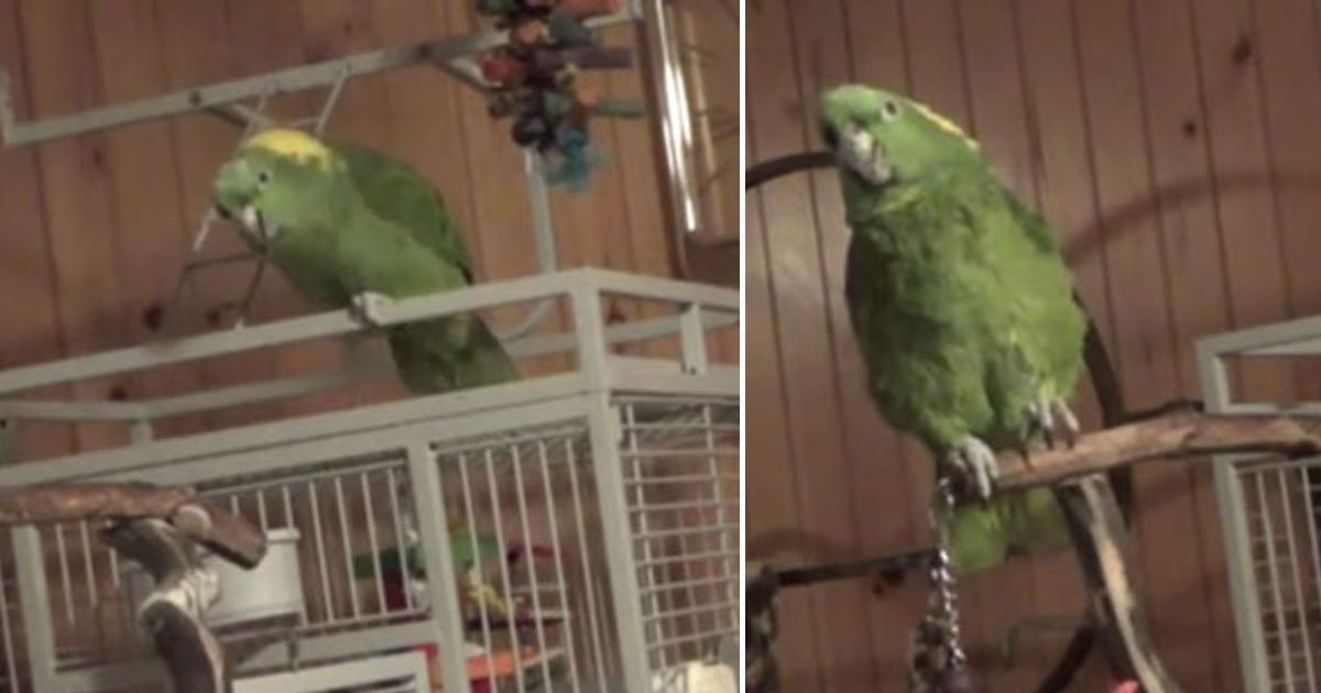 parrot reciting dr seuss.jpg?resize=412,275 - Parrot’s Hilarious Version Of Dr. Seuss Book “I'll Teach My Dog 100 Words”