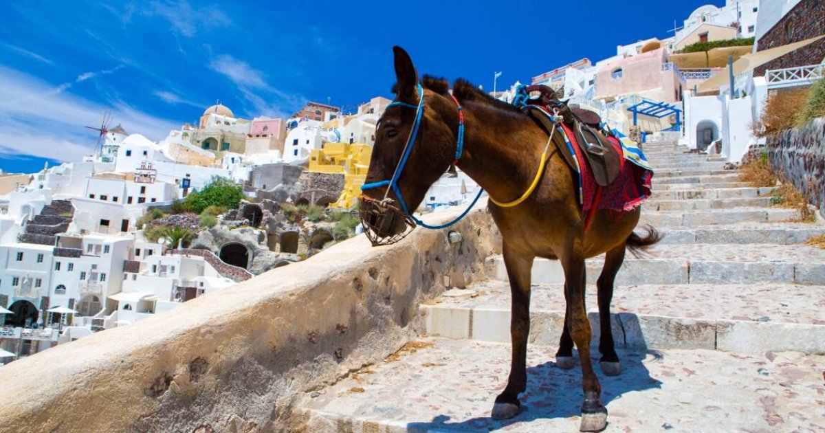 peta4.png?resize=412,275 - Greek Donkeys Are Still Being Forced To Carry Overweight Tourists In Santorini Despite New Law