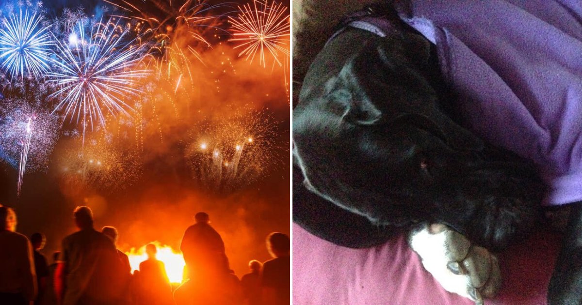 petition.png?resize=1200,630 - More Than 170,000 People Signed Petition To Ban The Sale Of Fireworks