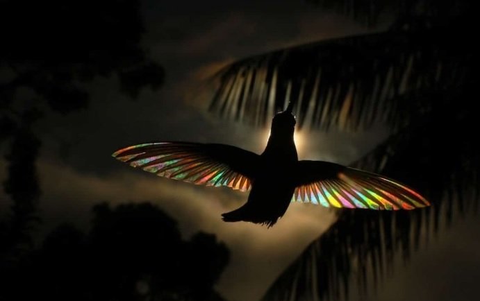 piaf.jpg?resize=1200,630 - Découvrez les photos magiques d'un colibri noir du Brésil
