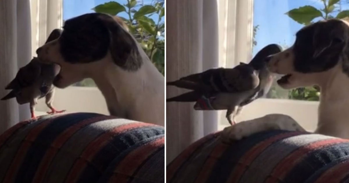 pigeon dog play fight.jpg?resize=412,275 - Video Of A Pigeon And A Dog Having A Play-Fight
