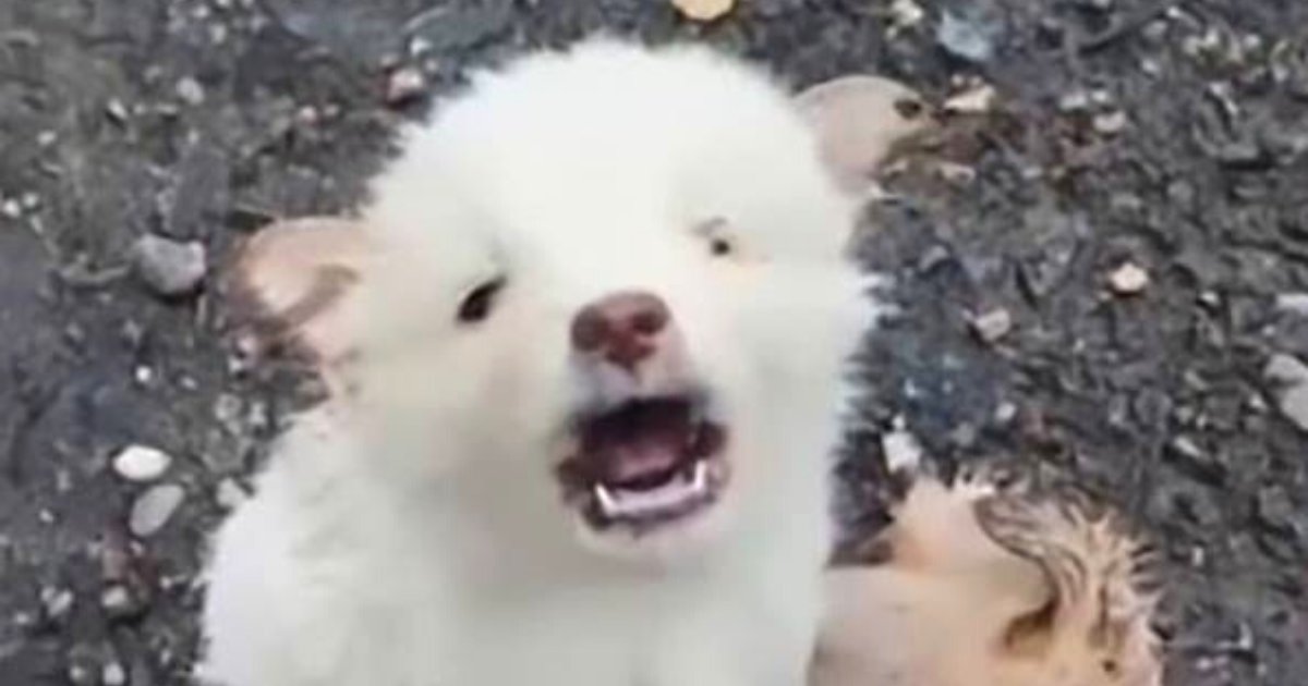 puppies.png?resize=412,275 - Un chiot a été découvert en train de pleurer à côté de son ami qui avait été frappé par une voiture