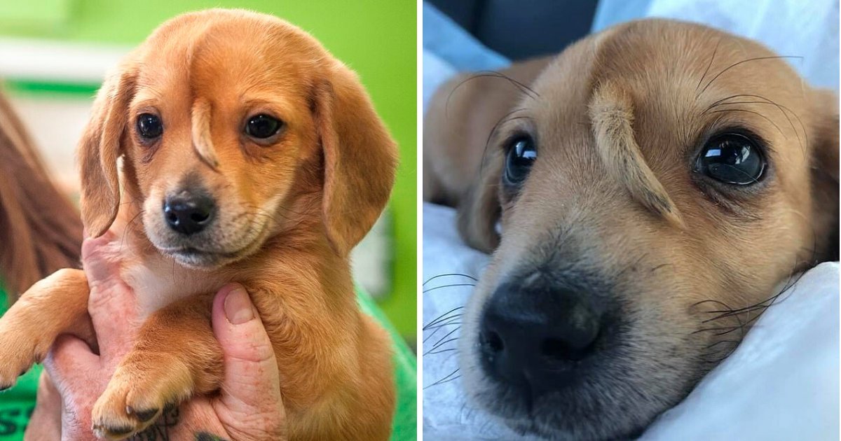 puppy6.png?resize=412,275 - 'Unicorn' Puppy With A Tail On His Head Is Now The Coolest Dog Ever