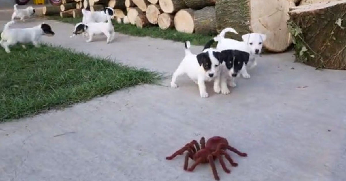 pups scared of robot spider.jpg?resize=412,275 - Vidéo mignonne : 10 bébés Jack Russell sont effrayés par une fausse araignée géante
