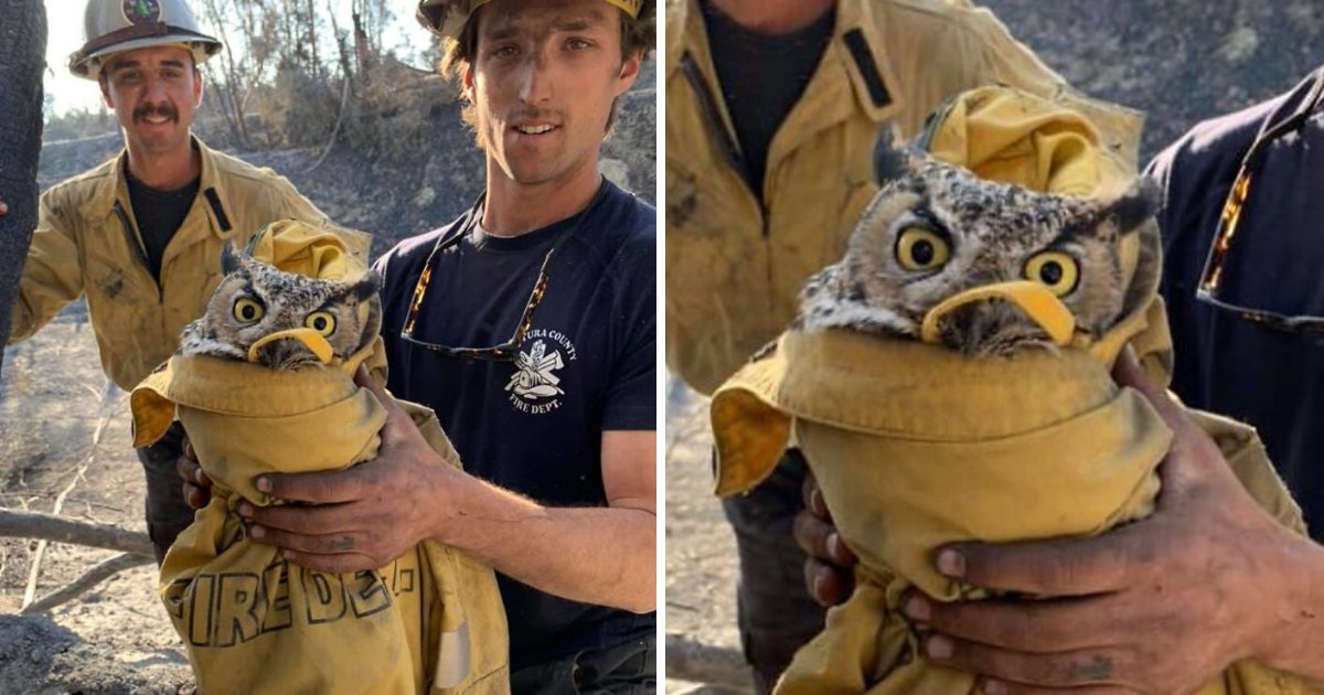 ram6.png?resize=1200,630 - Owl Rescued From Wildfire Looks Very Angry And Social Media Users Noticed Right Away