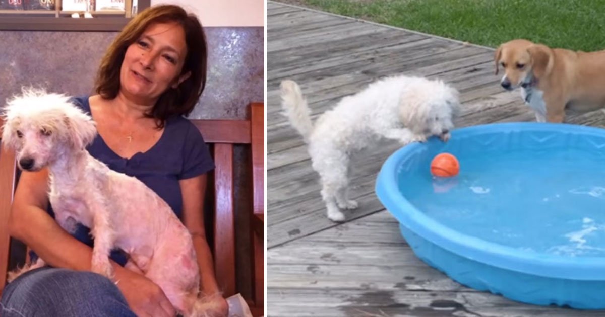 rescued dog transformation.jpg?resize=412,275 - Stray Dog - Who Was Given A Second Chance At Life - Now Looks Unrecognizable