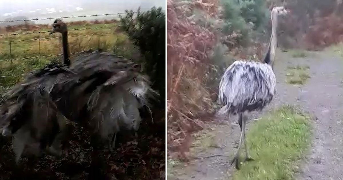 rhea bird spotted.jpg?resize=412,275 - Man - Who Was Walking His Dog In The Forest - Spotted A 6ft Rhea Bird