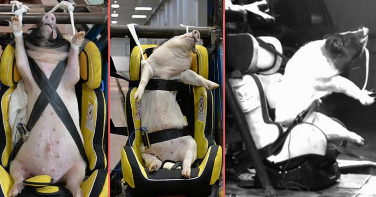 s 6.png?resize=412,275 - People Infuriated By Chinese Company for Using Live Pigs As Crash Test Dummies