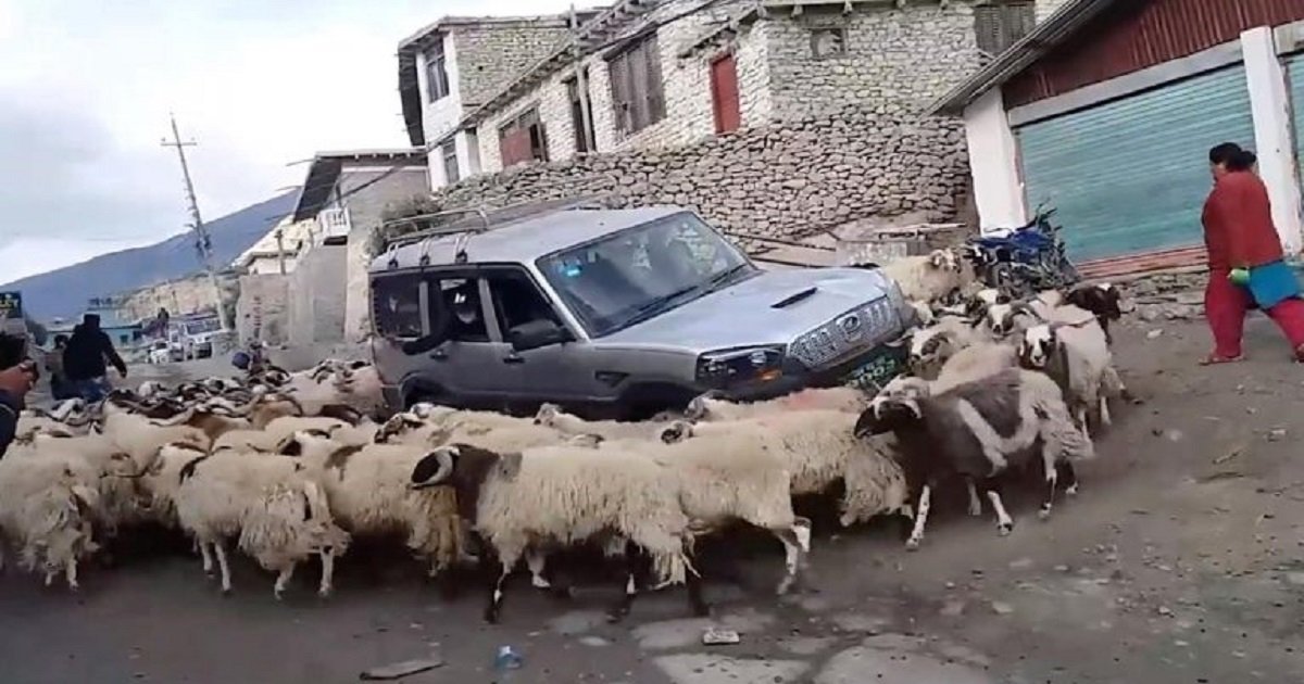 s3 3.jpg?resize=1200,630 - A Car Got Stuck After A Flock Of Sheep Inexplicably Started Running In Circles Around The Vehicle