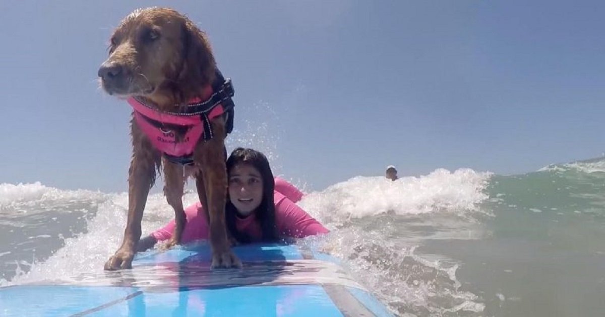 s3 8.jpg?resize=412,275 - 11-Year-Old Therapy Dog Is Also A Surfing Instructor For People With Disabilities And Veterans