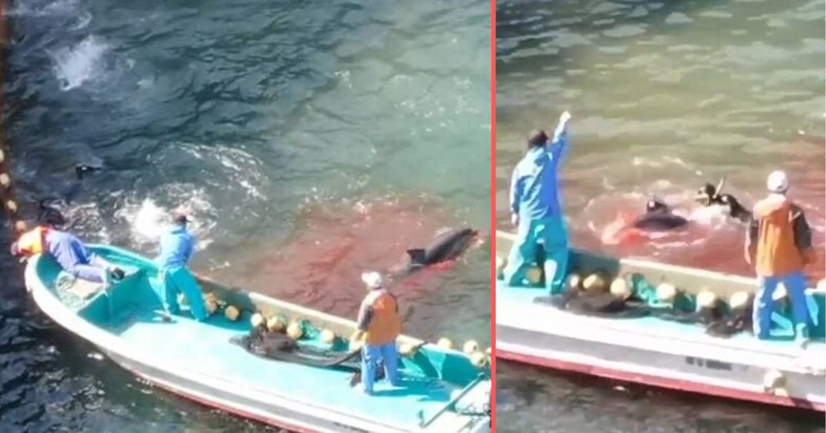 s6 4.jpg?resize=412,275 - Au Japon, la mer est devenue rouge lorsque des pêcheurs ont capturé des dauphins