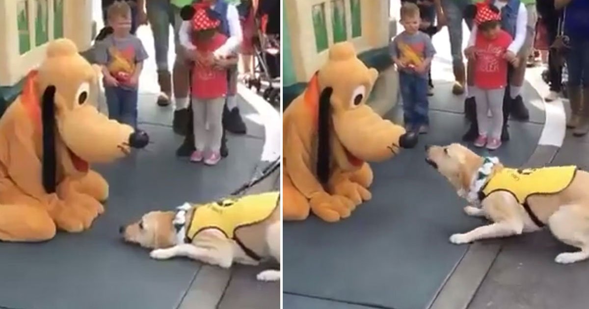 service dog met pluto disneyland.jpg?resize=412,275 - A Disneyland,l'incroyable réaction de ce labrador rencontrant Pluto