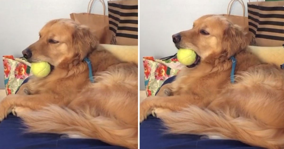 sleepy dog holds ball mouth.jpg?resize=412,275 - Sleepy Dog Holds His Favourite Toy In His Mouth So It Doesn’t Get Stolen
