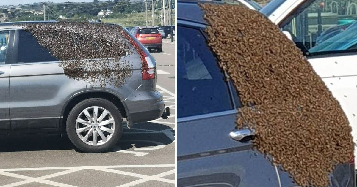 swarm of bees on a car asds.jpg?resize=1200,630 - Hundreds Of Bees Landed On A Car Outside A Supermarket