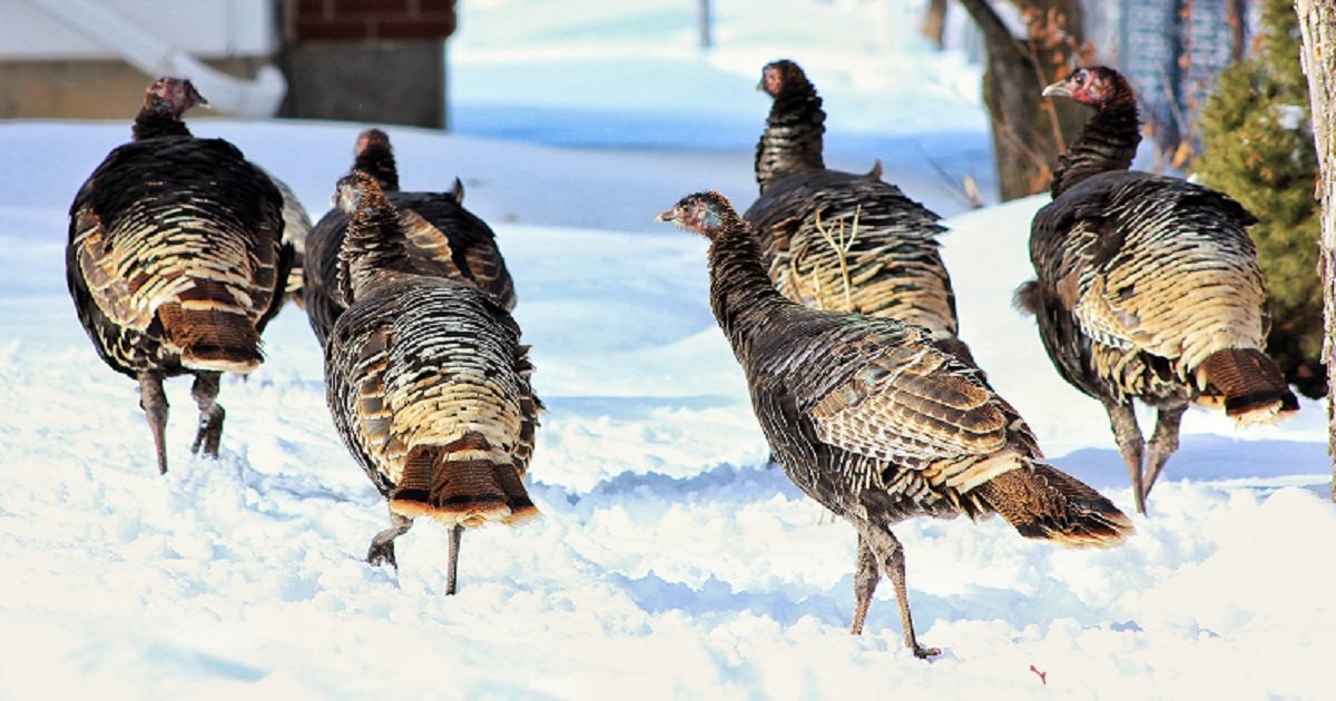 t3.jpg?resize=412,275 - New Jersey Is Facing Unique Turkey Problems As The Wild Birds Are Behaving Aggressively